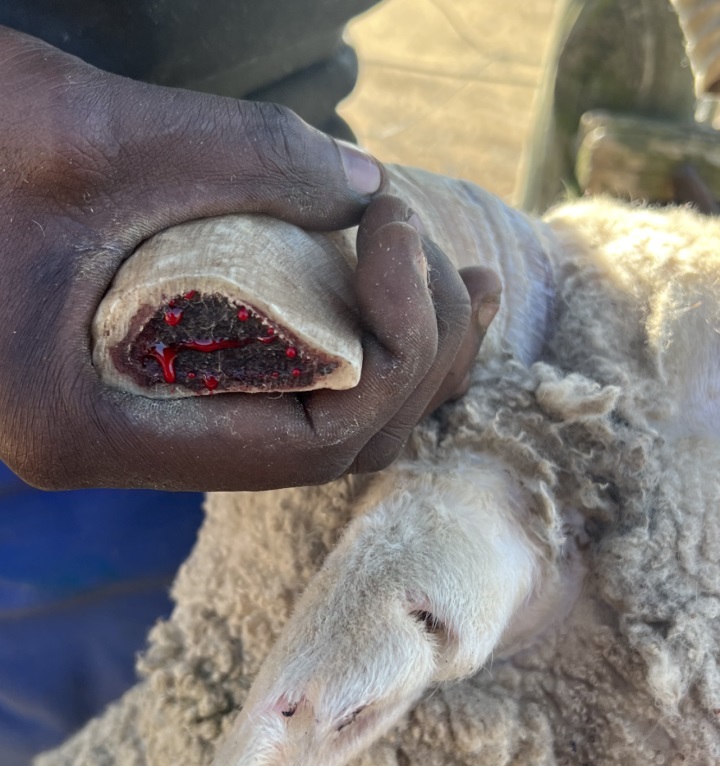 Eastern Cape feedlot manager arrested after mutilating 126 export rams with angle grinder