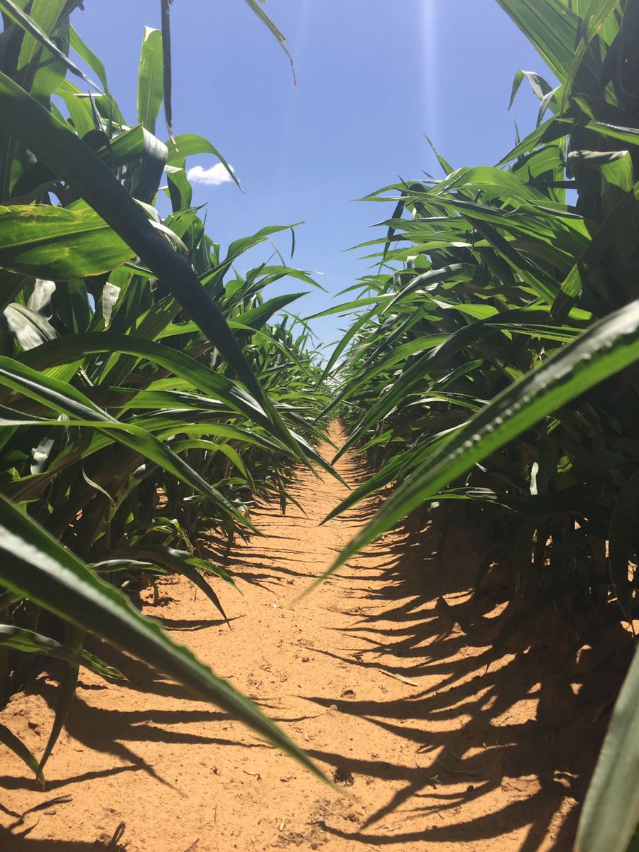 South Africa maize harvest estimate lifted by 2% from last month