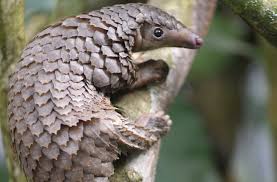 Despite Covid-19 fears exotic animals remain at grave risk