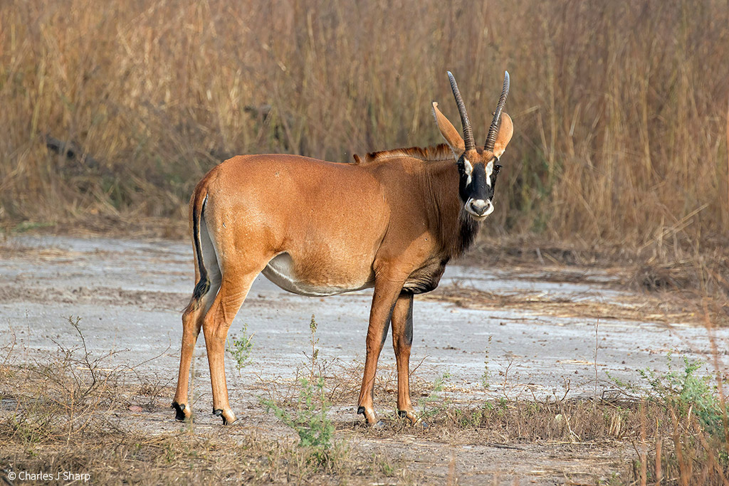 Roan antelope conservation challenges