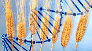 We will be feeding 2 billion more people by 2050. We need gene editing to do it.