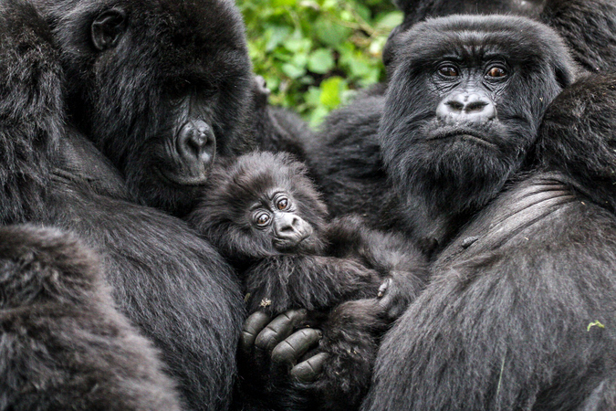What zoologists should learn from a zoonotic pandemic
