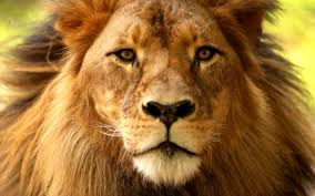 COVID infection of three lions and a puma in private South African zoo points to need for wider surveillance
