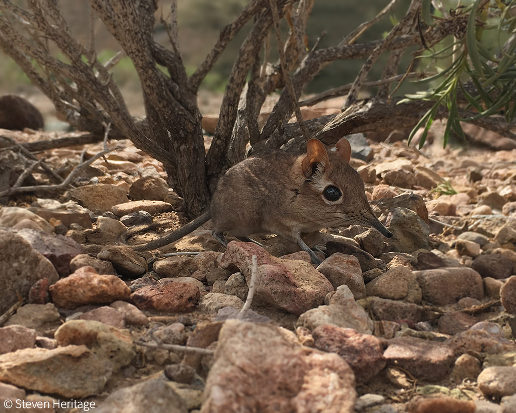 Lost” species of elephant shrew alive and well