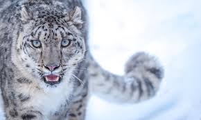 The Big Melt: Snow Leopards and Climate Change