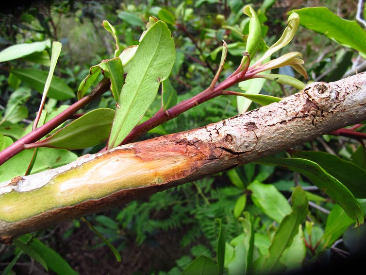 Tree diseases can change entire landscapes and must be taken seriously