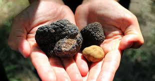 Sniffing out a truffle hunt in the Cederberg