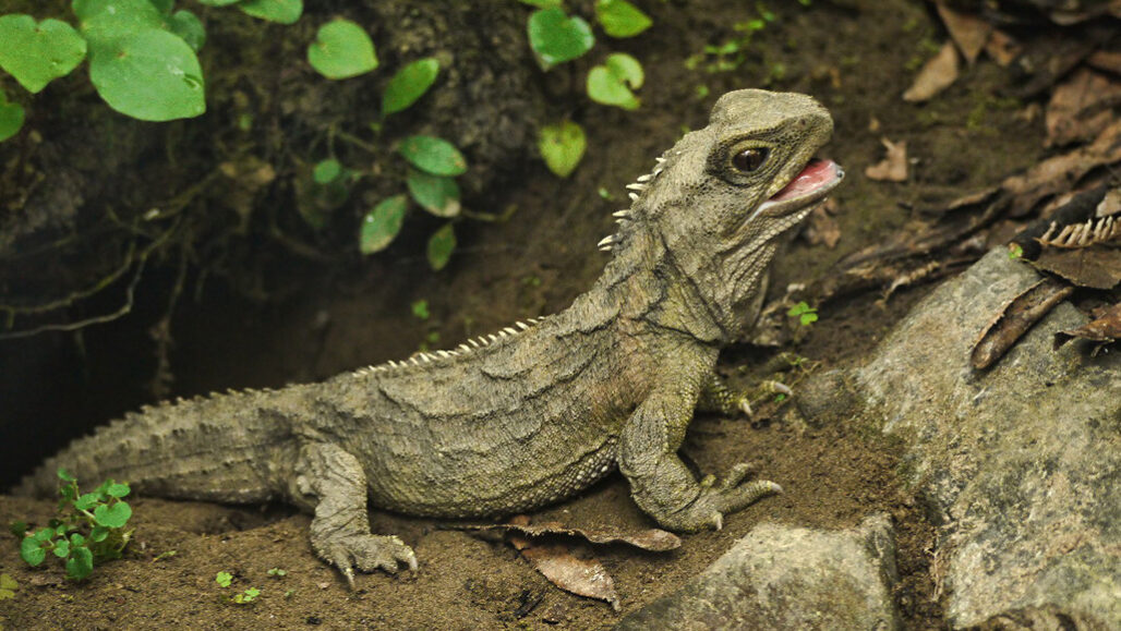 How tuataras live so long and can withstand cool weather