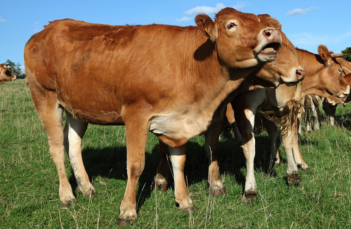 Global beef supply to remain balanced
