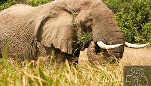 Namibia’s wild elephants are being rounded up for international sale
