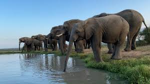 Poaching and tuskless elephants – the scientific confirmation