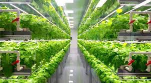 Gain maximum yields with commercial greenhouse automation control system