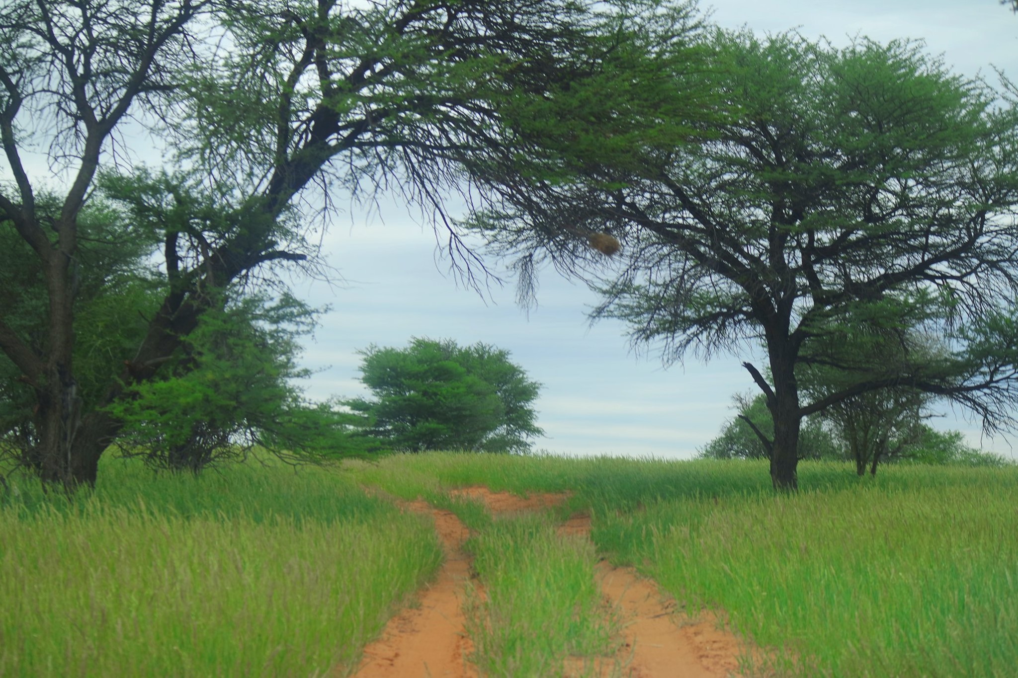 Ancient southern Kalahari more important to human evolution than previously thought