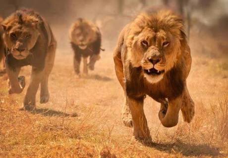 Kruger lions being poisoned by poachers for body parts, says SANParks