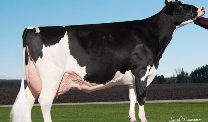 New feed additive reduces dairy cows’ methane emissions