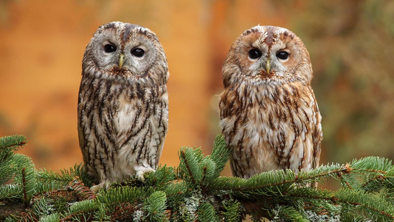 Will climate change make animals darker—or lighter?
