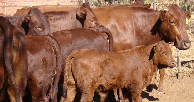 South Africa’s animal disease crisis a threat to much more than livestock