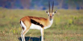 TOMMIES &amp; THEIR EXTENDED GAZELLE FAMILY