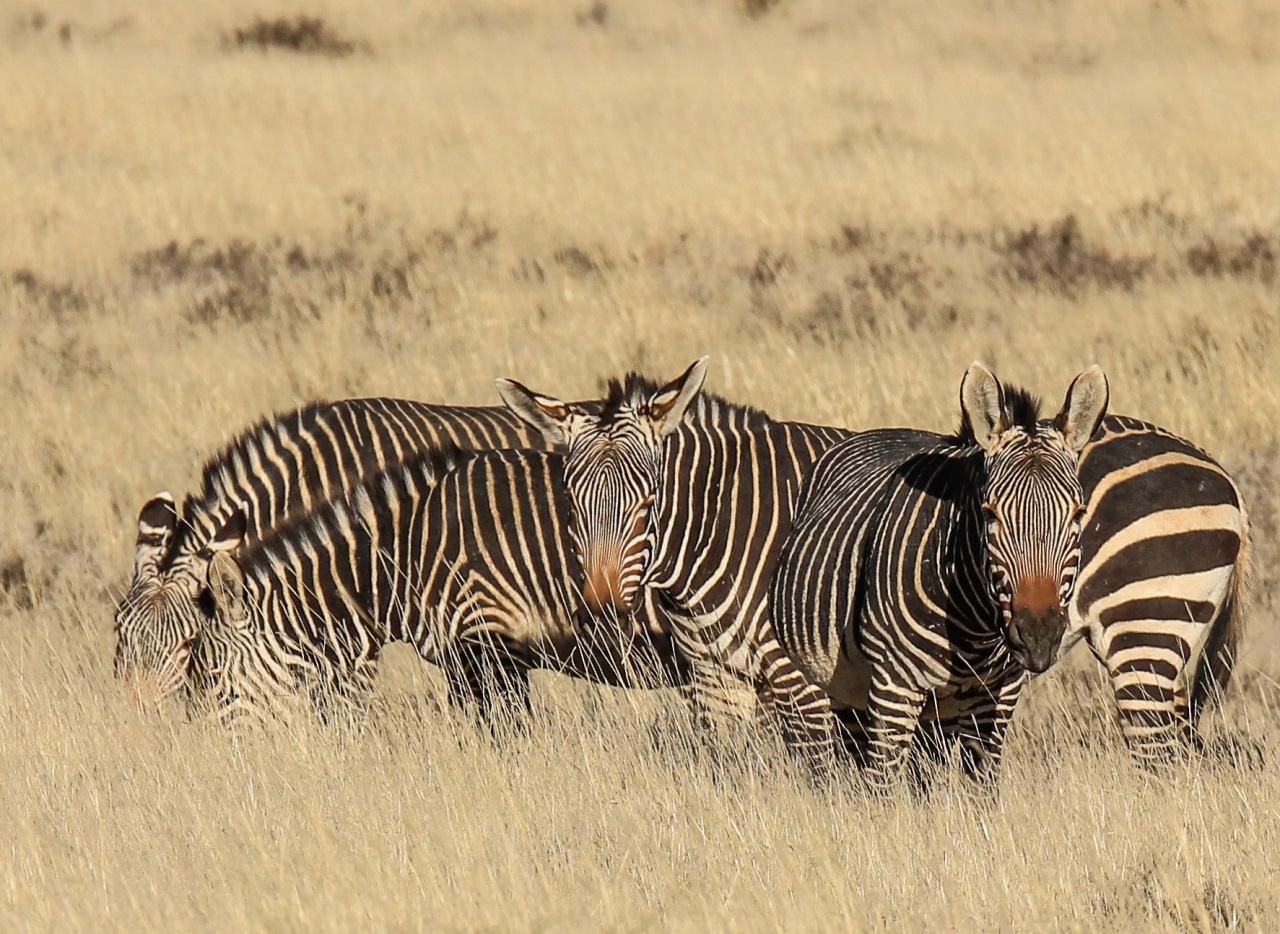 Mountain Zebra National Park – back from the brink