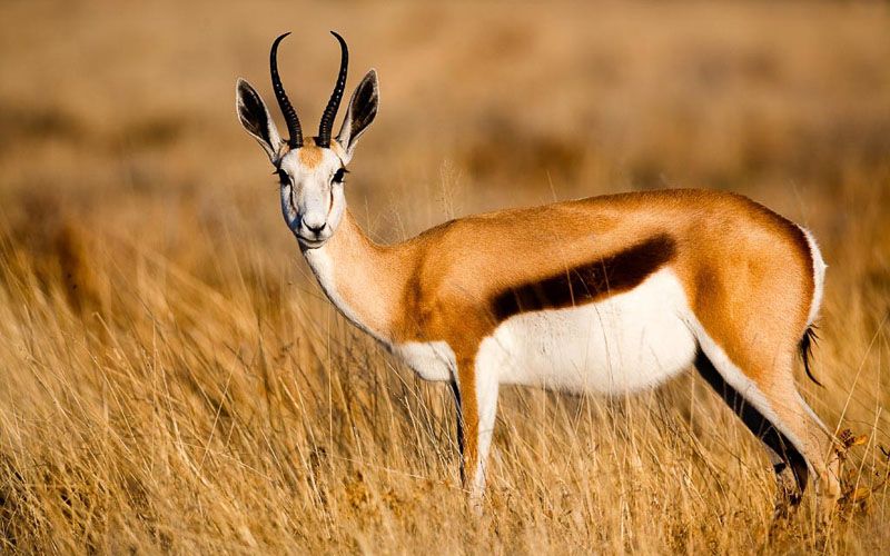 SA’s ‘R3.4-billion’ hunting industry – should a simple tourist levy replace recreational hunts?