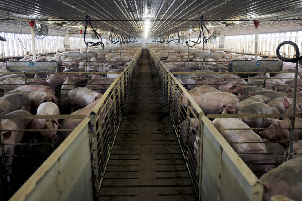 New report shoots down myths used by ‘big ag’ to make billions at expense of animals, people and planet