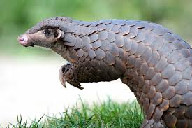 Pangolins in Africa: expert unpacks why millions have been traded illegally and what can be done about it