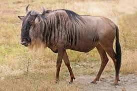 Africa’s migratory animals under threat