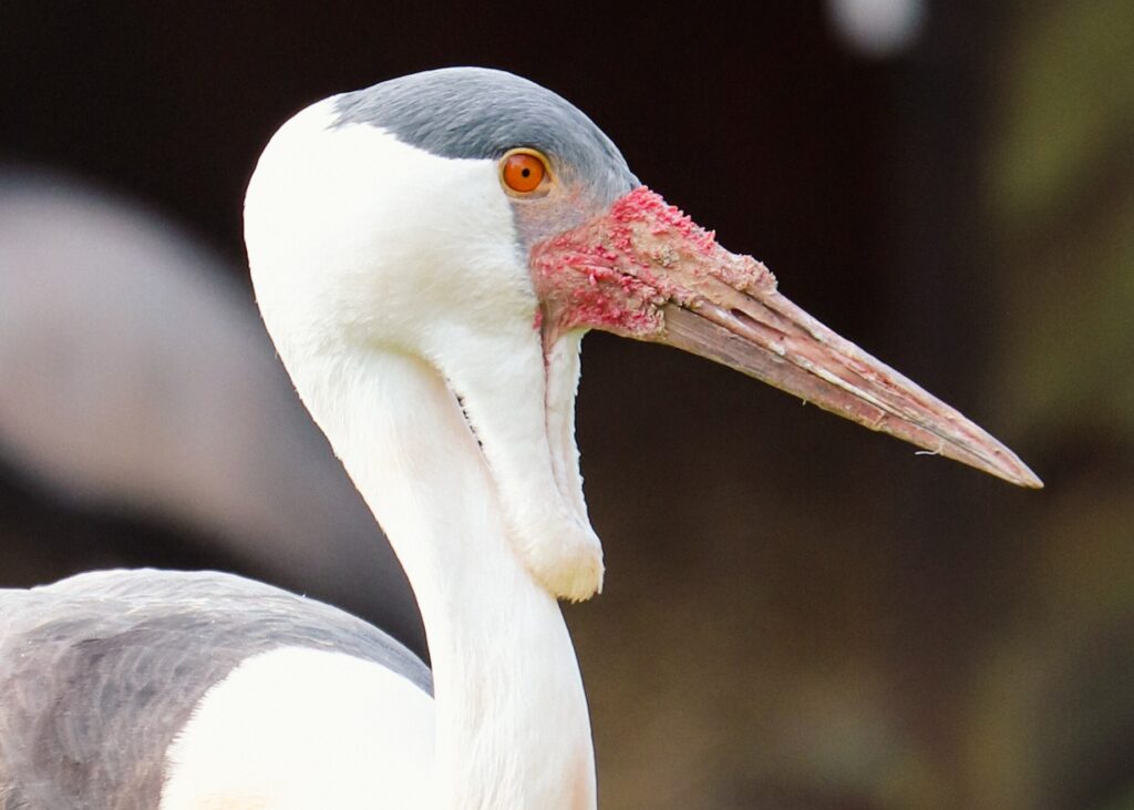 South Africa’s wattled cranes are no longer critically endangered: why the birds’ numbers are rising