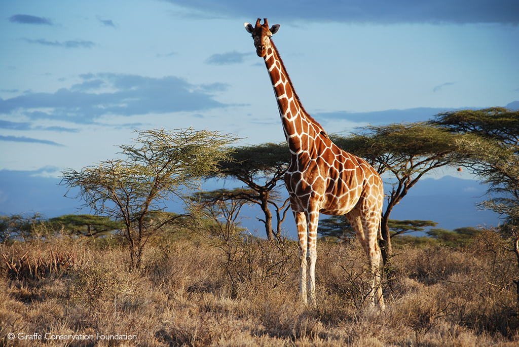Four giraffes, not one: Four species officially recognised