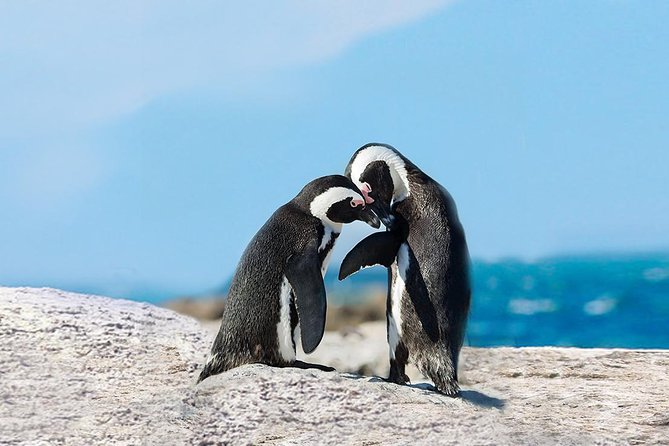 Saving the African penguin is a noisy affair