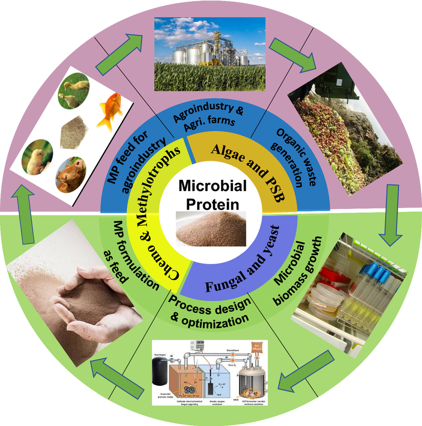 Global protein demand underpins Australia’s rising cattle market