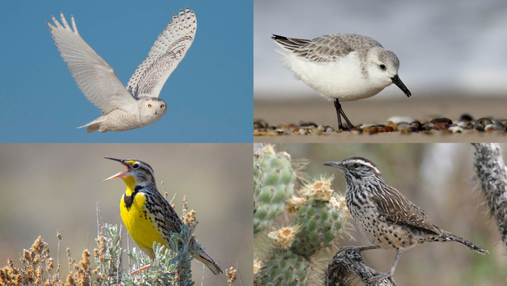 Global trade in wild birds is poorly monitored – the risks to wildlife, ecosystems and human health