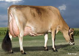 Demand for full-fat Jersey milk is at its highest for half a century, farmers reveal