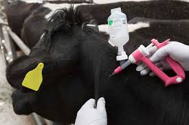 They Knew the Vaccine Didn't Match — And Other Things They Didn't Tell Us.