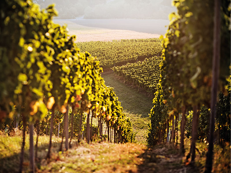 France to uproot 28,000 hectares of vines