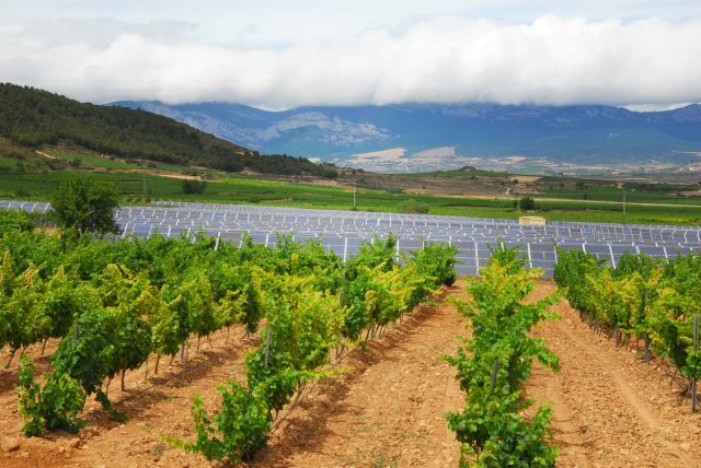 Europe’s oldest vineyards threatened by solar power