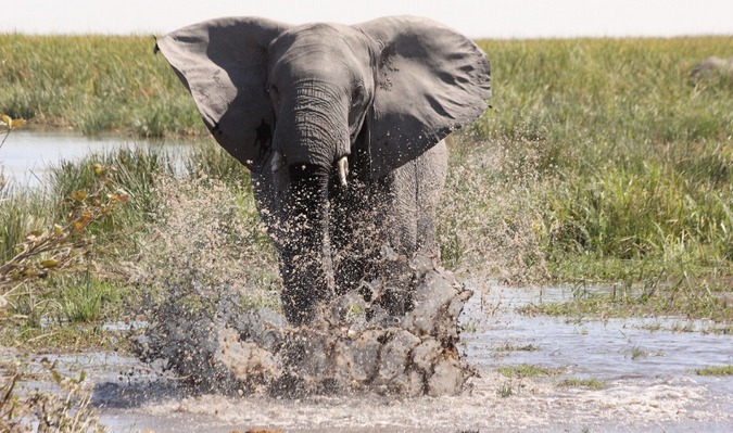 Almost 90% of the world’s animal species will lose some habitat to agriculture by 2050