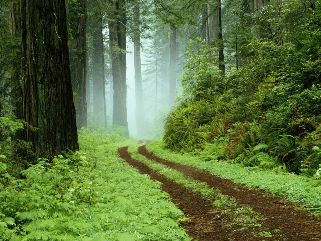Agriculture is now the major driver of permanent forest loss