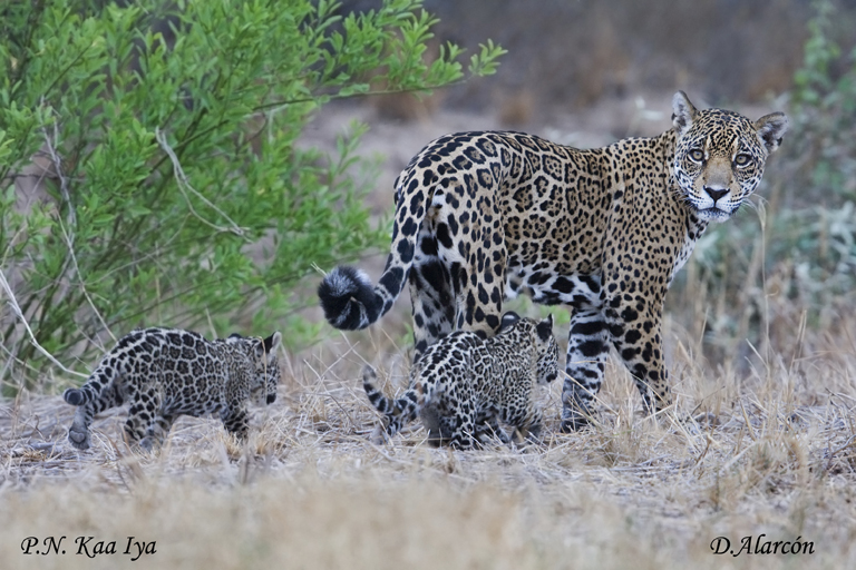 Hunting, agriculture driving rapid decline of jaguars in South America’s Gran Chaco