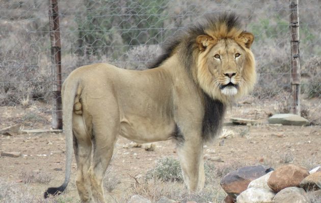 In South Africa, Tigers and Other Captive Predators Are Still Exploited for Profit.