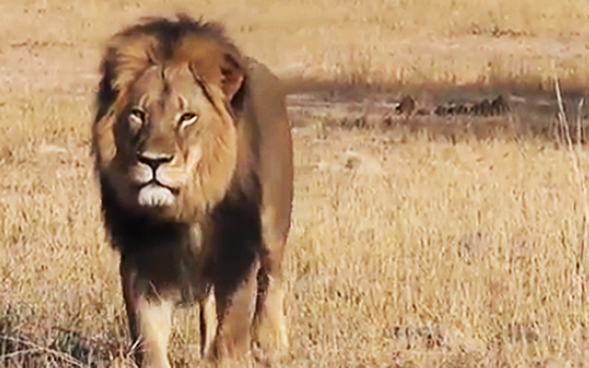 Wildlife decline is draining Africa’s ecosystems of functional energy