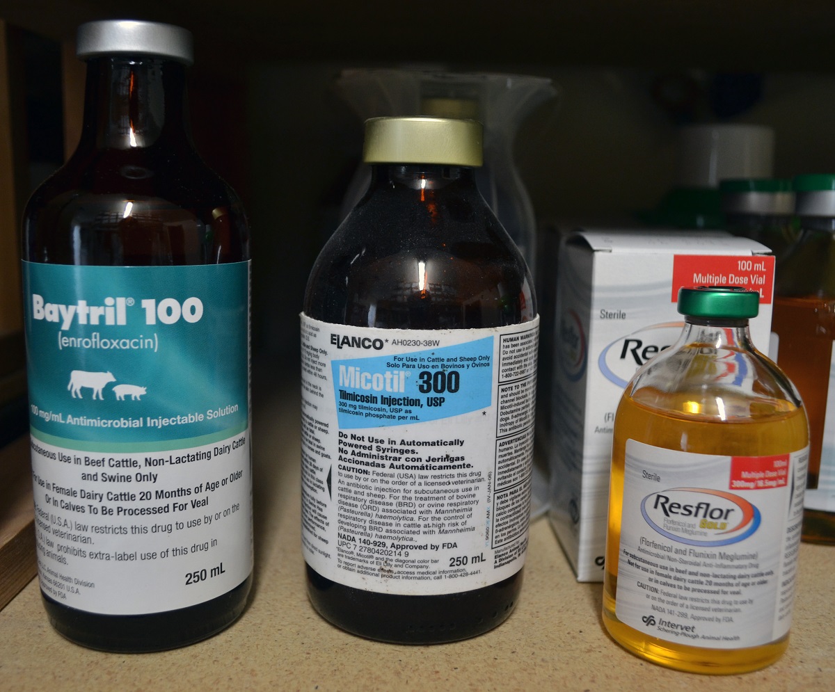 Global team to develop antibiotic alternatives for livestock