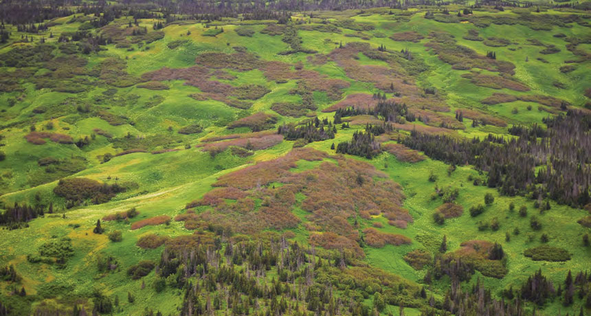 Invasive plants have a much bigger impact than we imagine