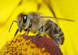 Next-generation sequencing uncovers what's stressing bumblebees