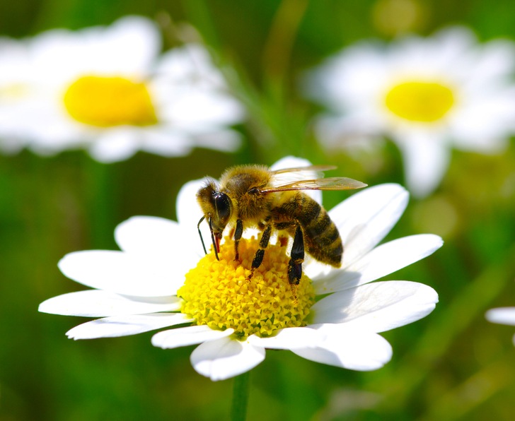 Protecting bee health: HiveTracks brings home $170K ahead of product launch