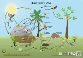 Small farms have higher yields and more biodiversity, study finds
