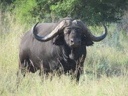 When wildlife has value, it lives – when it does not, it dies