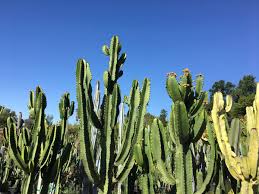 It’s time to put cactus on the menu