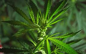 Cannabis Greatly Reduces the Chances of Alzheimer's and Cognitive Decline According to a New Brain Research Study