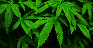 The Canadian investment case for cannabis stocks has gone up in smoke